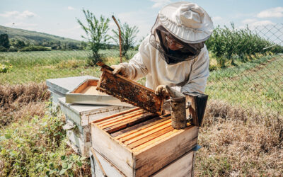 How Honey Is Made: From Flower to Jar a Sweet Journey