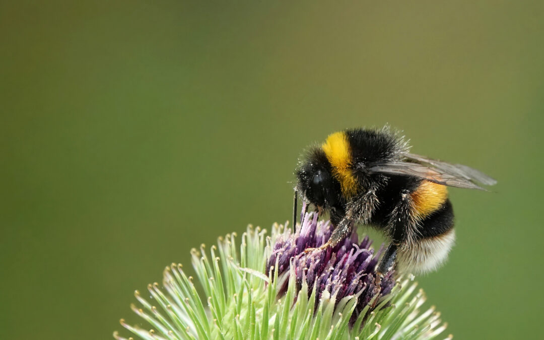 The Secret to Saving Our Planet Lies in the Buzz of Bees